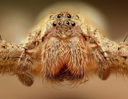 American Nursery Web Spider
