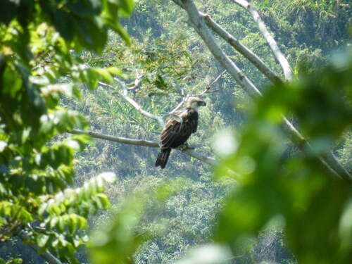 Philippine Eagle