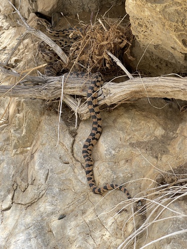 Gopher Snake