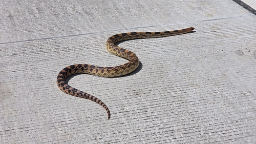 Mexican Bull Snake
