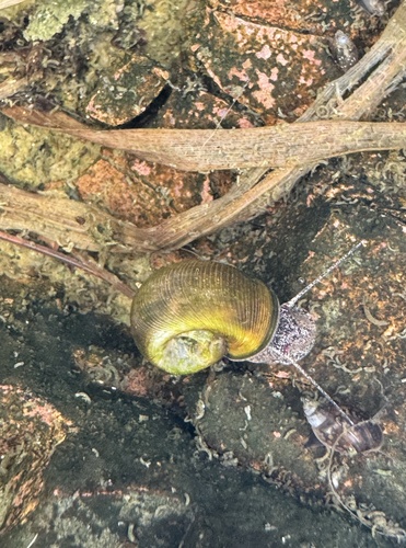 Marsh Ramshorn