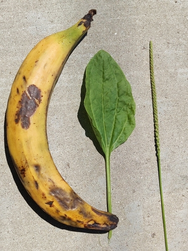 Greater plantain