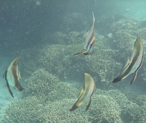 Longfin Batfish
