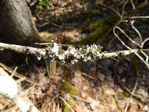 Varied Rag Lichen