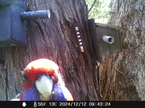 Crimson Rosella