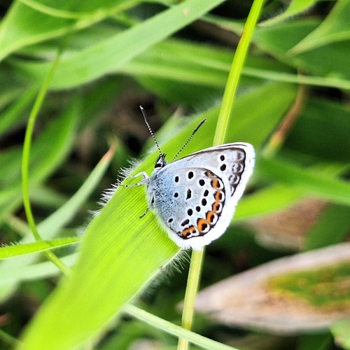 Silver-studded Blue