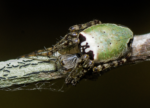 Eastern Bush Orbweaver