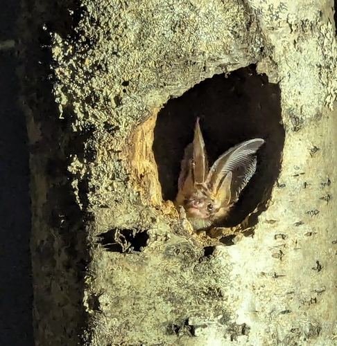 Brown Long-eared Bat