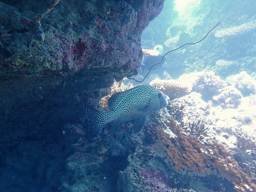 Harlequin Sweetlips
