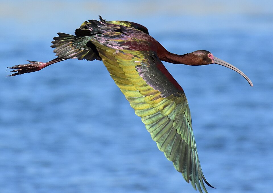 White-faced Ibis