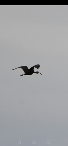 Glossy Ibis