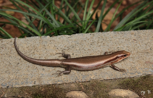 Shanghai Elegant Skink