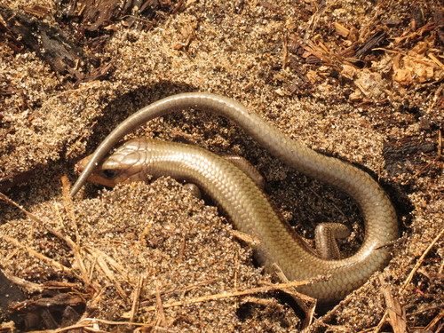 Common Five-lined Skink