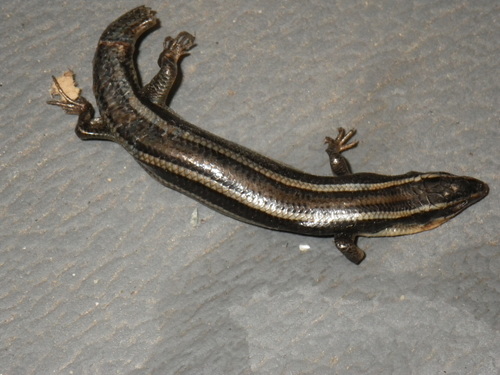 Gilbert's Skink
