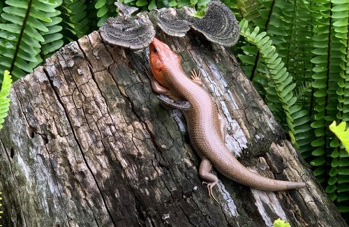 Broad-headed Skink