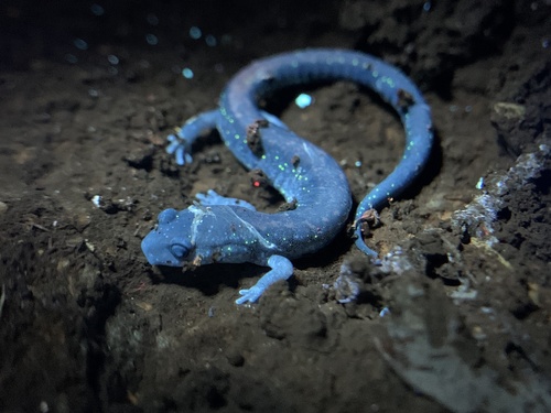 Eastern Red-backed Salamander