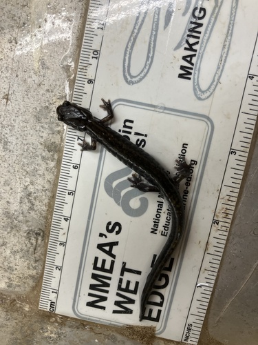 Dunn's Salamander