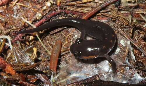 Red-cheeked Salamander