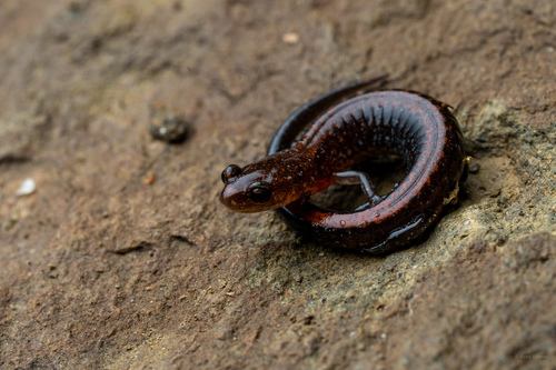 Southern Red-backed Salamander