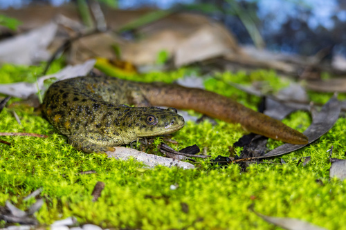 Iberian Ribbed Newt