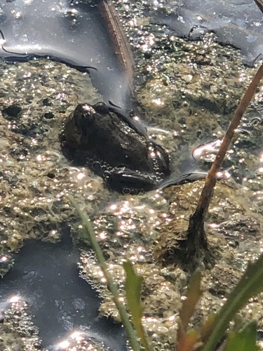 Chilean Four-eyed Frog