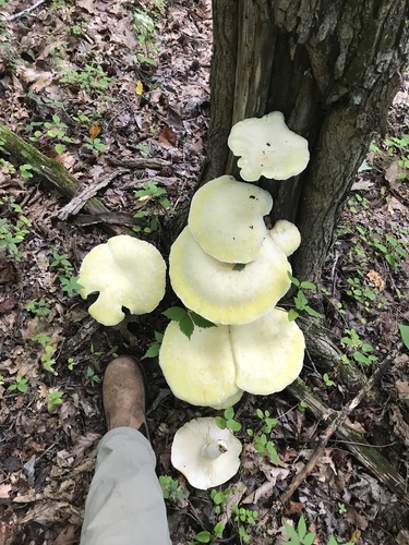 Lynx Paw Oyster