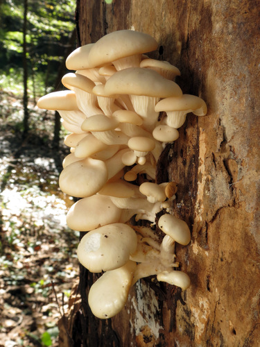 Oyster Mushroom