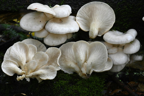 Pale oyster