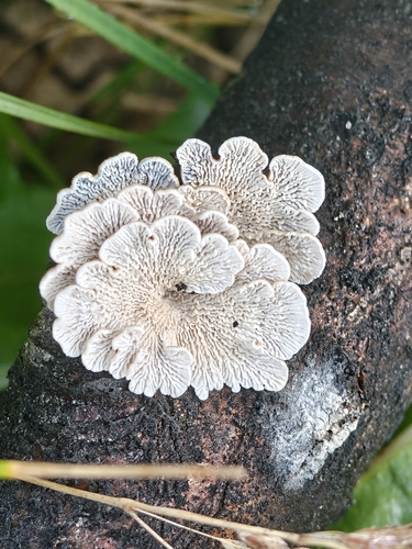 Crimped gill