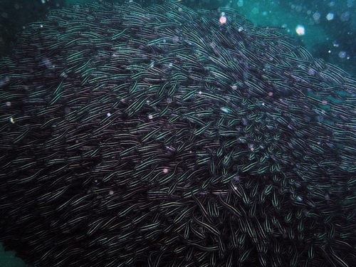 Striped Eel Catfish