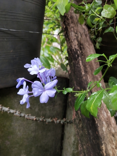 Blue plumbago
