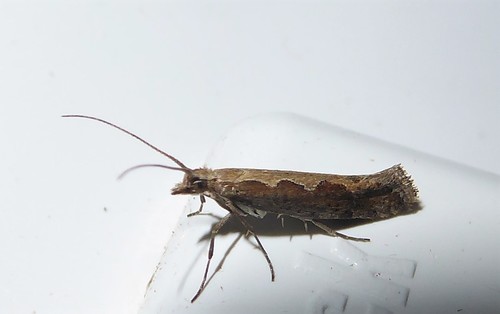 Diamondback Moth