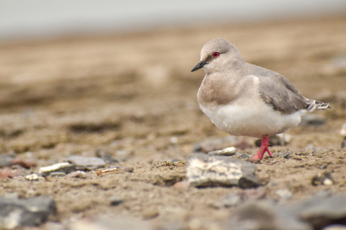 Magellanic Plover