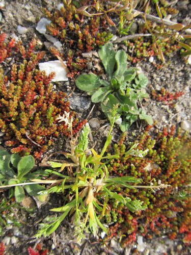 Annual Meadow-grass