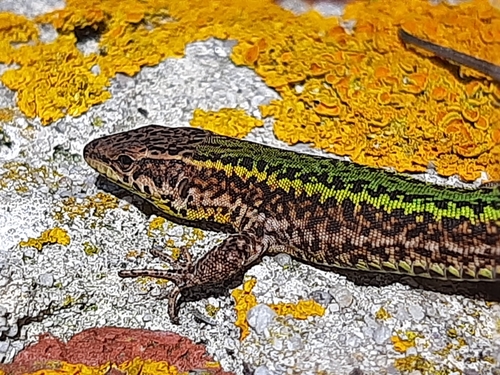Bocage's Wall Lizard