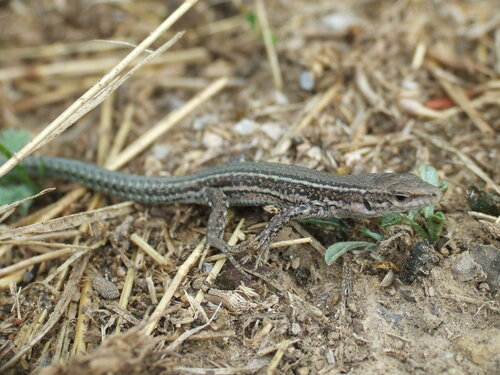 Catalonian Wall Lizard