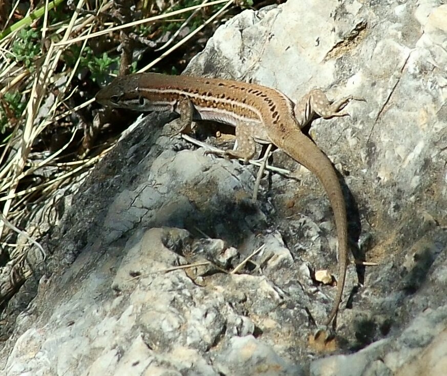 Dalmatian Wall Lizard