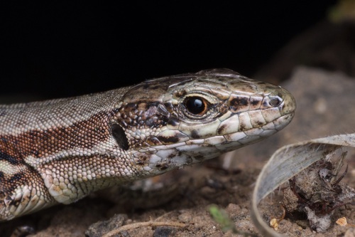 Common Wall Lizard