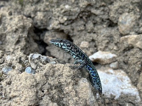 Tyrrhenian Wall Lizard