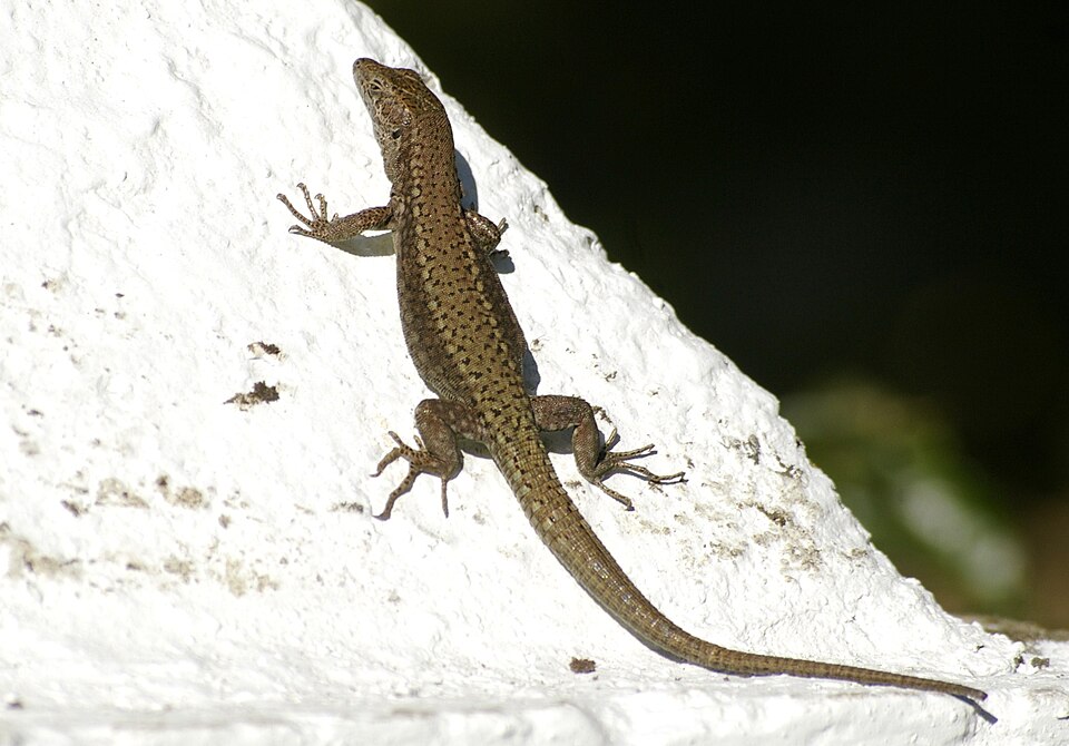 Andalusian wall lizard