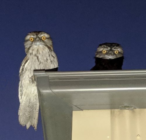 Tawny Frogmouth