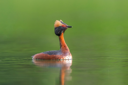 Horned Grebe