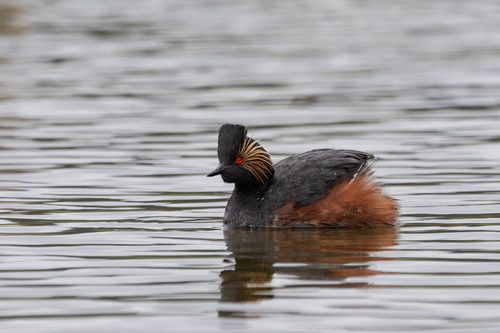 Eared Grebe
