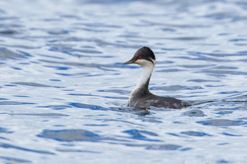 Junín Grebe