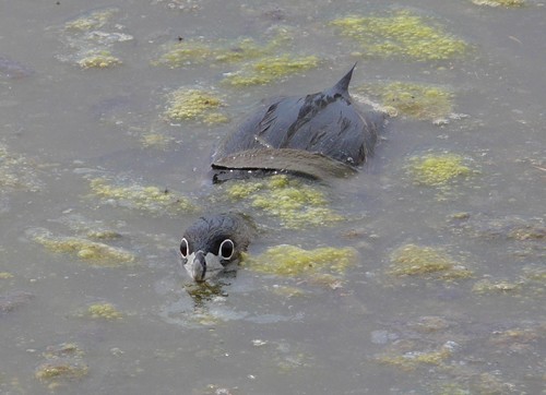 Pied-billed Grebe