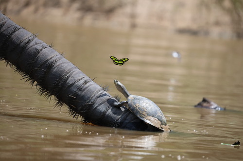 Yellow-headed Sideneck