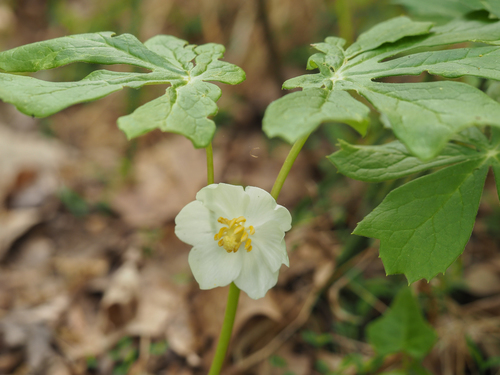 Mayapple