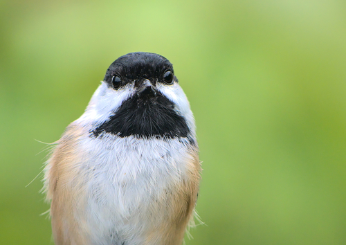 Black-capped Chickadee
