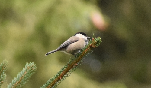 Willow Tit