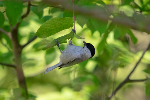 Marsh Tit